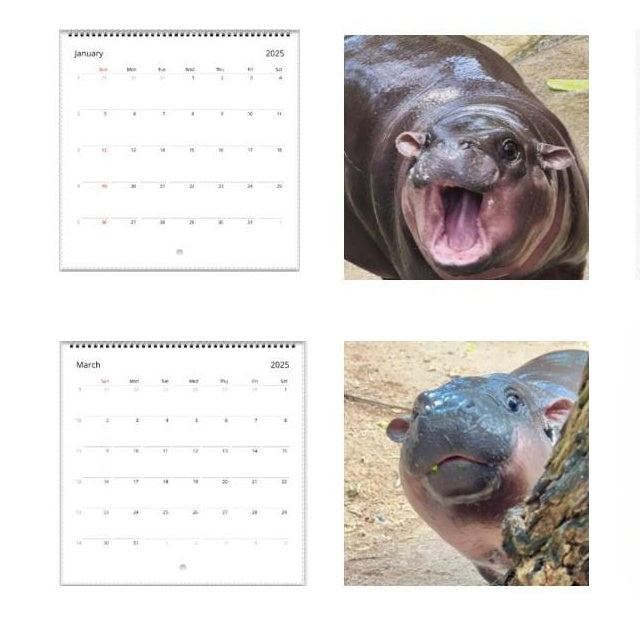✨Moo Deng Calendar | 2025 Calendar