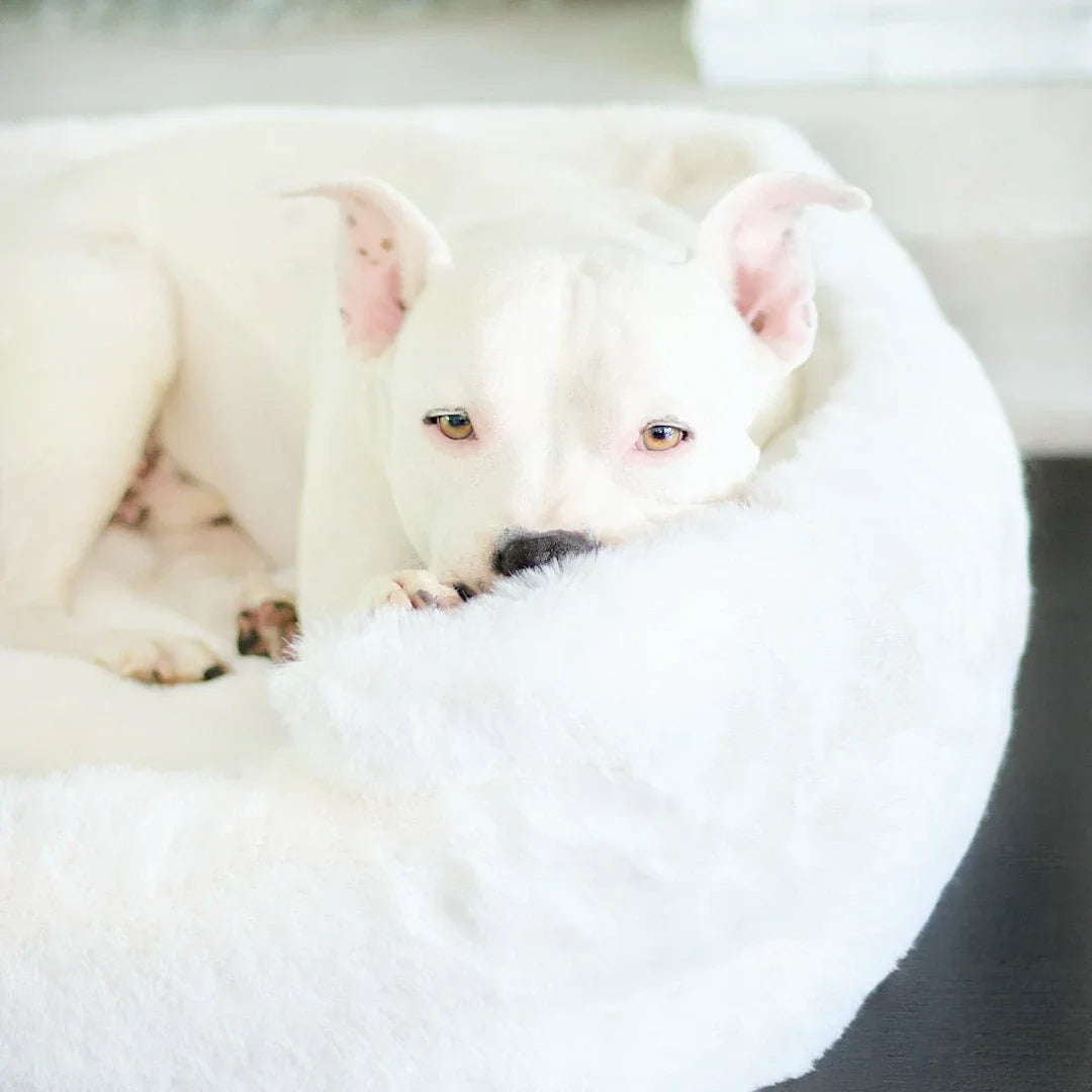 Ruby Puff® Ortho Lounger Companion-Pedic® Luxury Dog Bed