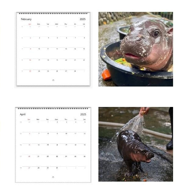 ✨Moo Deng Calendar | 2025 Calendar